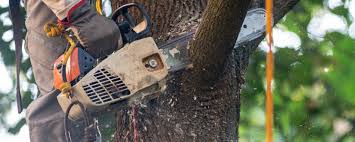 How Our Tree Care Process Works  in  Maywood Park, OR